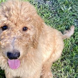 “Carnation” - Red  Goldendoodle puppy in Gainesville, Florida from Peace, Love, and Doodles