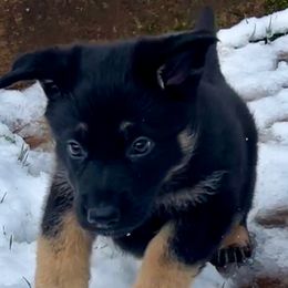 German Shepherd Puppies from Shadow Wraith German Shepherds