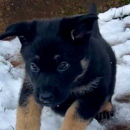 German Shepherd Puppies from Shadow Wraith German Shepherds