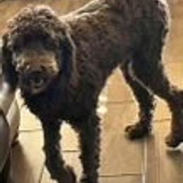 Gracie - Goldendoodle
