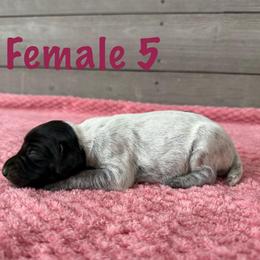 Fancy - Black roan female German Shorthaired Pointer puppy in Axton, Virginia from Red Clay Kennels