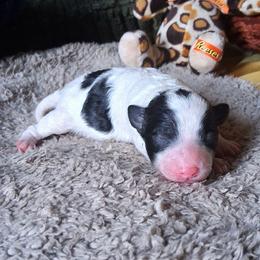 Michelangelo - Black and white male Companion Cross puppy in Macon, Georgia from Shipoo Lane