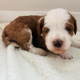 Princess Peach - Sable female Bernedoodle puppy in Sandy, Oregon from MC Doodles