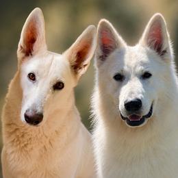 Berger Blanc Suisse puppies from Whitewolf Kennels