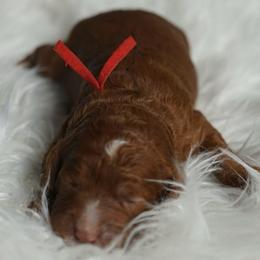 Beth - Red female Australian Labradoodle puppy in Fontana, California from Glory Labradoodle’s