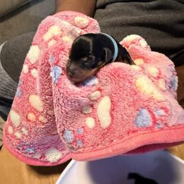 Miniature Pinscher Puppies from Bridget GreenBoddy