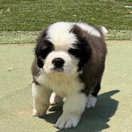 Girl 1 - female Saint Bernard puppy in Wellington, Colorado from Thunder Keg St. Bernards