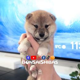 AIKO - Red female Shiba Inu puppy in Minnesota from BonsaiShibas