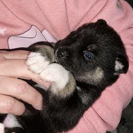 Bitsy - Black and white female Pomsky puppy in Norfolk, Virginia from 'Brick'House Couture Pomskies
