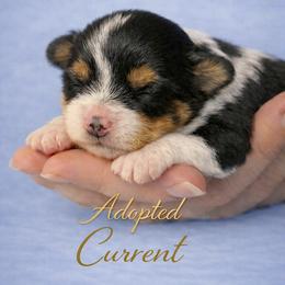 Boy 1 - male Havanese puppy in Kinston, North Carolina from Colhaven Havanese