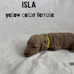 Isla - Apricot female Goldendoodle puppy in Inez, Texas from Heavenly H Doodles