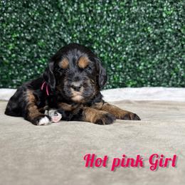 Hot Pink Girl - Phantom female Bernedoodle puppy in Modesto, California from Two Doods Doodles