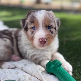 Destin - Red merle female Australian Shepherd puppy in Ramona, California from Blue Moon Aussies