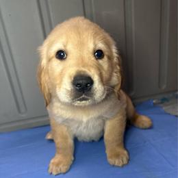 Archie (Blue) - Light golden male Golden Retriever puppy in Sedalia, Missouri from Bee’s Retrievers