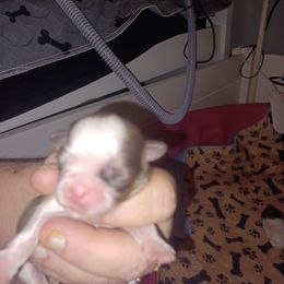 Boy 2 - Liver and white Shih Tzu puppy in Cook County, Illinois from My Tzu Crew