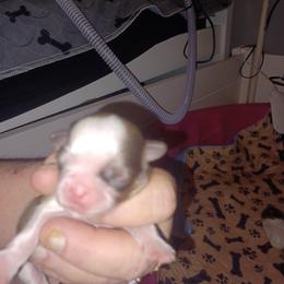 Boy 2 - Liver and white Shih Tzu puppy in Cook County, Illinois from My Tzu Crew
