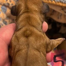 Dachshund Puppies from Witchy Woman’s Wiener’s