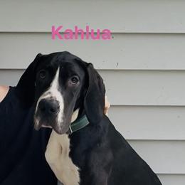 Kahlua - Black female Great Dane puppy in Gonzales, Louisiana from Anstatt House Of Danes