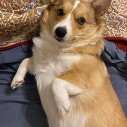 American Corgi All Grown Up from Tori’s Sassy Corgis