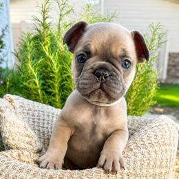 White Collar - Blue fawn female French Bulldog puppy in Caldwell, Idaho from Idaho French Bulldogs