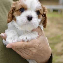 Cavalier King Charles Spaniel Puppies from Goddens Cavaliers