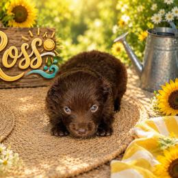 Ross - Red & white male Miniature Australian Shepherd puppy in Lubbock, Texas from Baby Storm Kennels