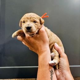 Kokomo - Red  male Goldendoodle puppy in Forest, Ohio from Mini Doodle Buddies