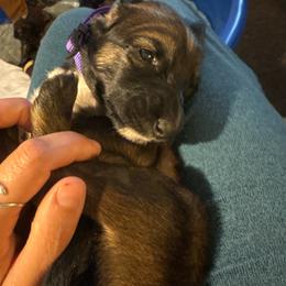 Princess Violet - Red female Afghan Hound puppy in Cottonwood, California from California Royal Afghans
