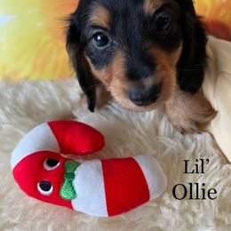 Dachshund Puppies from GretaLo Dachshunds