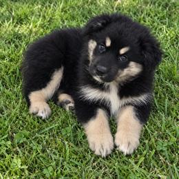 Boy 8 - Black tri-color male Australian Shepherd puppy in Lakeland, Florida from Diamond P Australian Shepherds