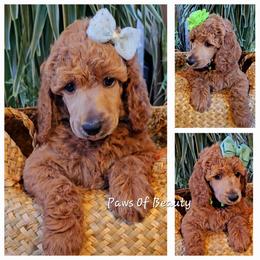 Poodle and Shih Tzu Puppies from Paws Of Beauty