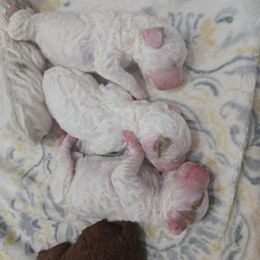 Snowball - White female Cavapoo puppy in Knoxville, Tennessee from Shannan's Cavapoos