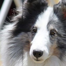 Shetland Sheepdogs from Sandcastle Shelties