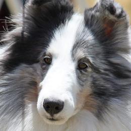 Shetland Sheepdogs from Sandcastle Shelties