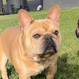 Novus - French Bulldog
