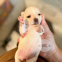 Paige - Cream and white female Chihuahua puppy in Forsyth, Georgia from Brooks Grove Canines LLC
