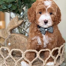 Finn- black collar - Red  male Goldendoodle puppy in Yuciapa, California from AlltheDoodlez_