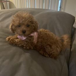 Maltipoo All Grown Up from Minipaws kennel