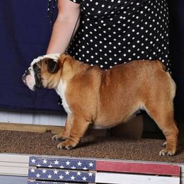 Bulldogs, Dachshunds, French Bulldogs, and Great Danes from Trumans Great Danes