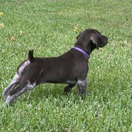 German Shorthaired Pointer Puppies from Tipsy Rabbit GSP TopDog Kennel