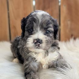 Ian - Merle male Cockapoo puppy in Salt Lake City, Utah from Utah Cocker Spaniels