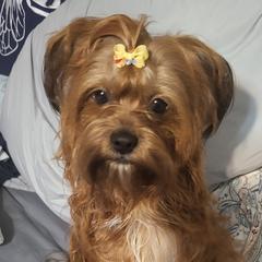 Shorkies from Northern CA Shorkies