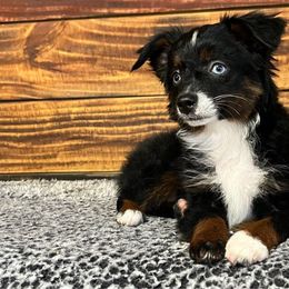 Bubbles - Black tri female Toy Australian Shepherd puppy in Sulphur, Louisiana from Triple J Aussies and Corgis