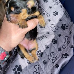 Dachshund Puppies from Sassy Kat’s Dachshunds