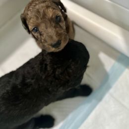 Goldendoodle Puppies from David's Doodles