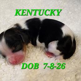 AKC KENTUCKY - Tri-color male Cavalier King Charles Spaniel puppy in Joplin, Missouri, Missouri from HOL-A-DA CAVALIERS