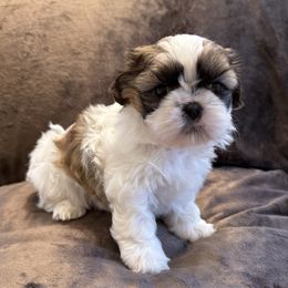 Mimi - Gold and white female Shih Tzu puppy in Long Beach, California from Shih Zu’s of Long Beach