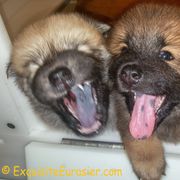 Eurasier Puppies from Exquisite Eurasier