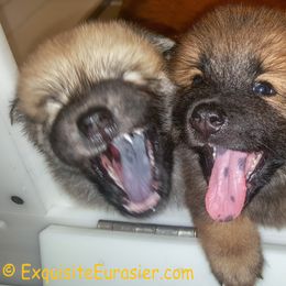 Eurasier Puppies from Exquisite Eurasier
