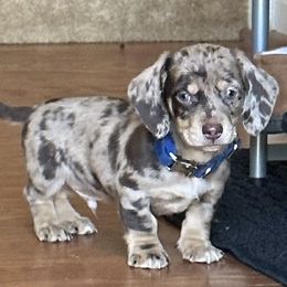 Dachshund Puppies from Bennett Babies